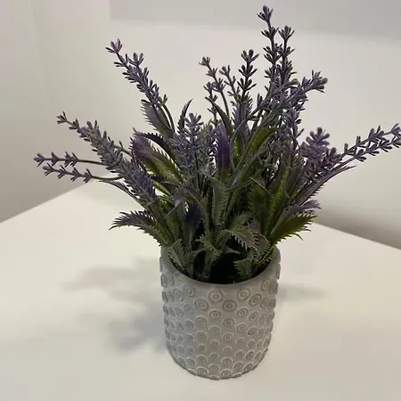 Magnolia ブラチスラヴァ